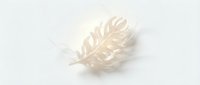 Soft white feather isolated on clean background for minimalist design projects and natural decoration concepts.