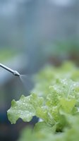 Watering fresh green lettuce leaves with water droplets using drip irrigation system for organic vegetable gardening.