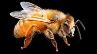Detailed macro photograph of honey bee with golden fur and transparent wings against black background, isolated side view showing intricate insect anatomy.