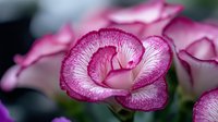 Magenta and white ruffled flower petals with delicate veining, blooming in garden setting for floral design and nature projects.