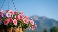 Pink and purple petunias cascading from hanging basket against mountain backdrop, outdoor garden decoration for spring summer landscaping and floral design projects.