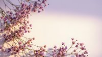 Delicate pink cherry blossom branches against soft pastel sky background creating romantic spring atmosphere for wedding invitations and seasonal designs.