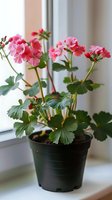 Pink geranium flowers blooming in black pot on windowsill creating cozy indoor garden atmosphere for home decor and plant care concepts.