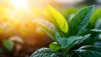 Fresh green leaves with morning dew drops in golden sunlight, shallow depth of field nature photography capturing growth and new beginnings in garden setting.