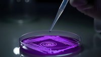Laboratory scientist using pipette to drop purple chemical solution into petri dish for scientific research and experimentation in modern lab.