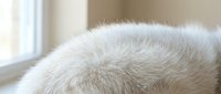 Soft white fluffy fur texture close-up with natural window lighting creating warm cozy atmosphere for interior design and comfort concepts.