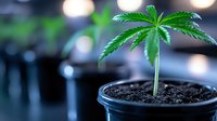Young cannabis seedling growing in small black pot with rich soil, vibrant green leaves against blurred background with bokeh lights. For agriculture and cultivation concepts.