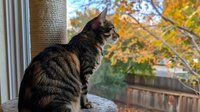 Curious tabby cat sitting at window sill, gazing at autumn foliage outside. Natural lighting highlights striped fur pattern while golden fall colors create scenic backdrop.