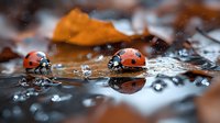 Red ladybugs walking on water surface with autumn leaf and water drops reflection, macro nature photography with selective focus and bokeh effect.