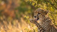 Spotted cheetah cub reaching up to nibble on yellow-green foliage in natural savanna habitat, wildlife and nature photography for educational and editorial use.