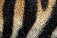 Close up macro shot of natural tiger fur texture showing detailed black and orange striped pattern with individual hair fibers visible. Suitable for wildlife and textile design.