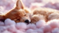 Adorable red fox sleeping peacefully on soft pink clouds in dreamy pastel sky. Fantasy wildlife concept for children's books, nursery decor, meditation apps.