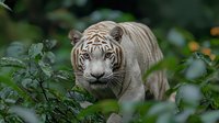 White Bengal tiger crouching in green foliage, intense eyes focused forward, rare wild cat with distinctive striped markings amid lush jungle vegetation.