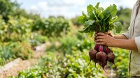 Farmer holding fresh harvested beets with green leafy tops in vegetable garden field during daytime harvest season.