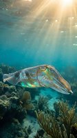 Cuttlefish swimming in tropical coral reef with sunbeams filtering through blue water creating magical underwater scene for marine life content.