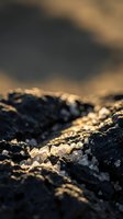 Raw quartz crystals embedded in dark volcanic rock formation with warm golden sunlight creating dramatic shadows and textures in natural mineral landscape.
