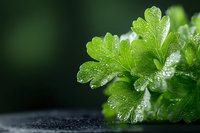 Fresh parsley leaves with water drops on dark background, macro shot showing detailed texture and morning dew. Natural organic herbs concept for cooking.