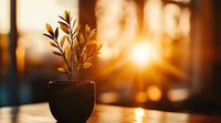 Small plant growing in black pot against golden sunset light through window, creating warm atmospheric bokeh background for wellness concepts.