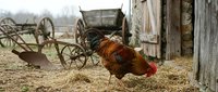 Reddish-brown rooster foraging in farmyard dirt near wooden wagon and weathered barn structures, suitable for agricultural, rural lifestyle, and farm-themed projects.