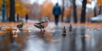 Ducks walking on wet pavement during autumn rain, orange fall foliage and blurred person in background create moody atmospheric scene in urban park.