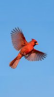 Male northern cardinal in flight with spread wings against clear blue sky showing vibrant red plumage and detailed feather patterns.
