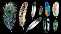 Feathers isolated on transparent background, ready for clipart, t-shirt design, stickers, print-on-demand products, sublimation and digital crafts.