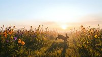 Dog running through wildflower meadow at golden hour sunset with warm sunlight creating magical atmosphere in natural field landscape.