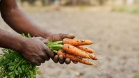 Farmer holding freshly harvested orange carrots with green tops in hands over soil ground. Agricultural harvest and organic vegetable farming concept.