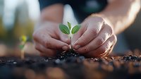 Gentle hands planting young green seedling in fertile soil, close-up view with soft natural lighting and shallow depth of field, representing growth and new beginnings.