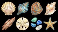 Seashells and starfish collection isolated on transparent background. Hand-drawn coastal elements ready for t-shirt design, clipart, stickers, sublimation and print-on-demand products.