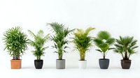 Collection of tropical houseplants in modern pots including palm varieties and green foliage plants arranged in row for interior decoration.