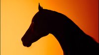 Horse silhouette against vibrant orange sunset sky creating dramatic equestrian scene for western themed designs and nature photography projects.
