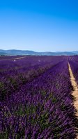 Expansive lavender field in full bloom with purple flowers stretching toward distant mountains under clear blue sky, ideal for travel and agriculture themes.