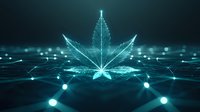 Glowing digital cannabis leaf in neon cyan color on dark background with network connections and light effects, futuristic technology concept visualization.