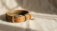 Luxury leather dog collar with brass buckle and green fabric lining on neutral fabric background with natural sunlight shadows for pet accessories.