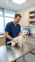 Male veterinarian in navy scrubs examining white terrier dog on stainless steel examination table in modern clinic with wooden cabinetry and bright windows.