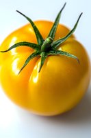 Fresh ripe yellow tomato with green stem and leaves on white background, macro close-up shot showing detailed texture and natural shine.