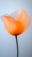 Orange tulip with delicate petals glowing against soft blue background, showcasing translucent flower details for spring designs, botanical artwork, and floral decoration projects.