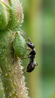 Black ant climbing on green plant stem with water droplets in natural garden environment for pest control and nature documentation.