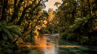 Serene river flowing through lush forest with golden sunlight filtering through dense canopy, creating peaceful natural landscape for travel and nature content.