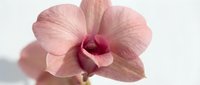 Delicate pink orchid bloom with soft petals and deep magenta center isolated on white background, suitable for floral design, botanical prints, and decorative projects.