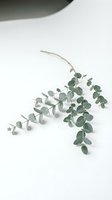 Eucalyptus branch with silvery-green foliage isolated on white background, suitable for botanical designs, wedding arrangements, and decorative projects.