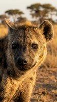 Spotted hyena portrait in golden sunset light with acacia trees in African savanna background during wildlife safari adventure.