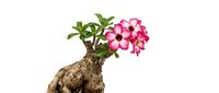 Elephant-shaped succulent plant with vibrant pink flowers blooming from the top, isolated on white background for design and botanical artwork use.