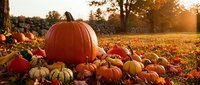 Autumn pumpkin patch with orange pumpkins and gourds scattered across field during golden hour sunset creating warm seasonal harvest atmosphere.