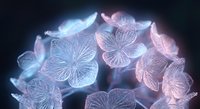 Glowing translucent flower petals with intricate vein patterns illuminated by soft blue and pink light against dark background for decorative design.