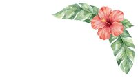 Watercolor tropical hibiscus flower with green foliage corner border on white background, isolated design element for invitations, cards, and web graphics.