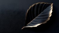 Metallic copper leaf with detailed veins and serrated edges glows against dark background, creating dramatic contrast and luxurious appearance.
