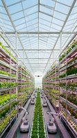 Modern vertical farming facility with automated hydroponic growing systems, rows of LED-lit plant shelves, and robotic harvesting equipment in climate-controlled greenhouse for sustainable agriculture.