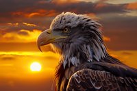 Majestic bald eagle head in profile against dramatic orange sunset sky with glowing sun, detailed feathers and sharp beak create powerful wildlife portrait.